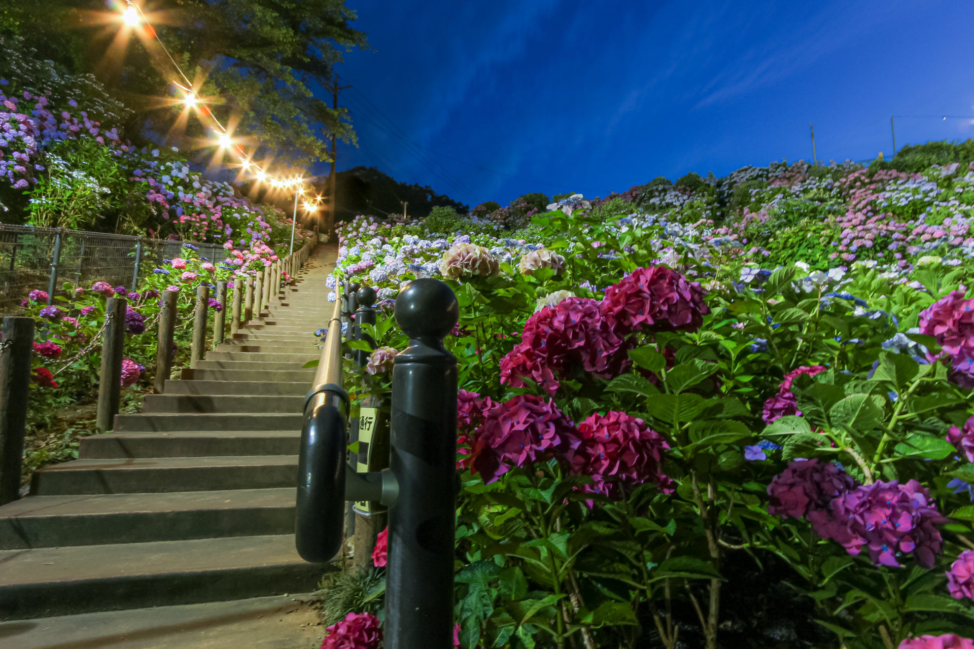 愛知県で紫陽花といえば 形原温泉あじさいの里 愛知県 蒲郡市 あるほぉと